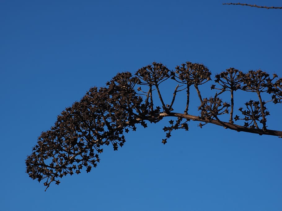 bride spiere, ornamental shrub, withered, dry, spierstrauch, HD wallpaper