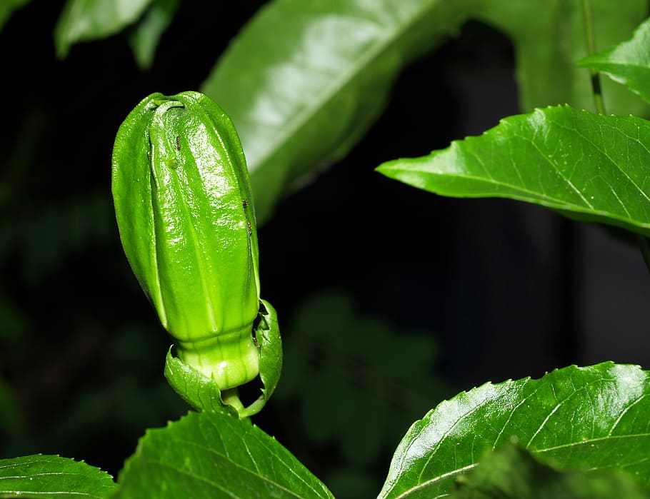 passion, flower, fruit, tropical, green, petal, leaf, head HD wallpaper