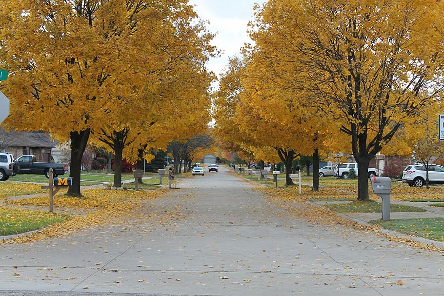 fall, leaves, street, fall colors, fall leaves, autumn, golden autumn HD wallpaper