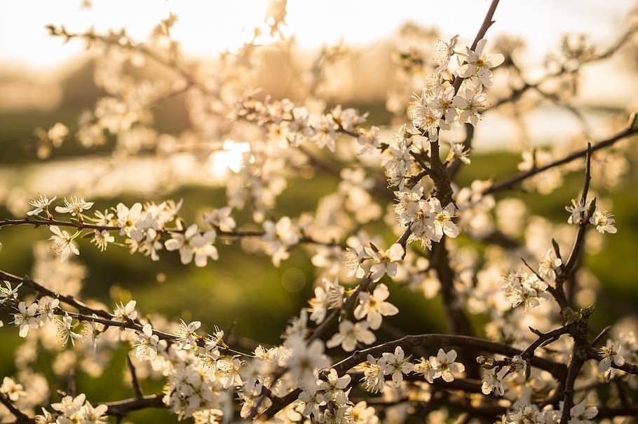 blossom, white, branches, spring, nature, flower, bloom, floral HD wallpaper