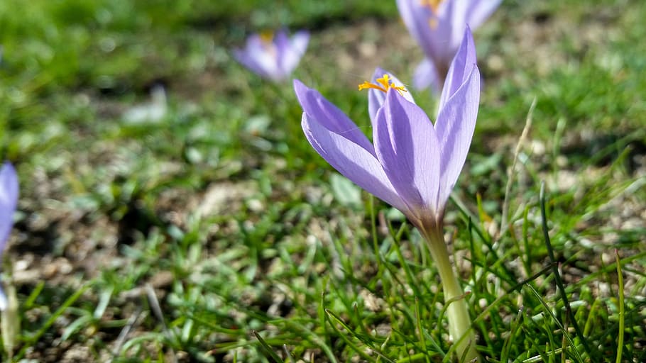 nature, flower, plant, leaf, outdoors, petal, garden, flowering plant HD wallpaper