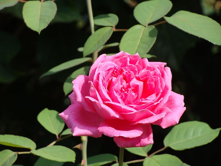 flower, plant, leaf, rosa, nature, flowering plant, beauty in nature HD wallpaper