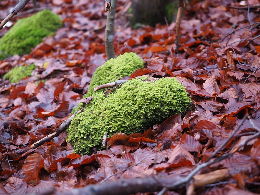 moss, forest floor, leaves, bemoost, heart, leaf, plant part HD wallpaper