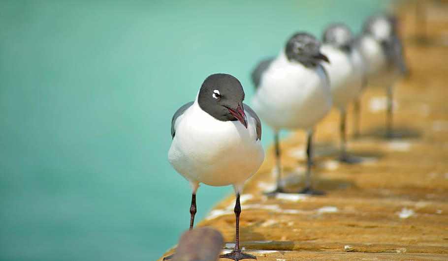 shallow focus photography of bird on dock during day, flock of Franklin's gulls, HD wallpaper