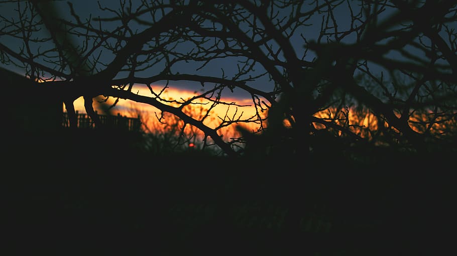wood, dawn, landscape, nature, backlit, branch, clouds, dark HD wallpaper