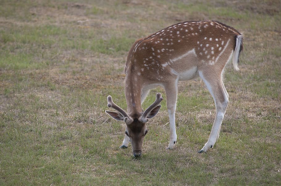 Deer, Grass, Browser, Nature, netherlands, dune, antlers, animals in the wild HD wallpaper