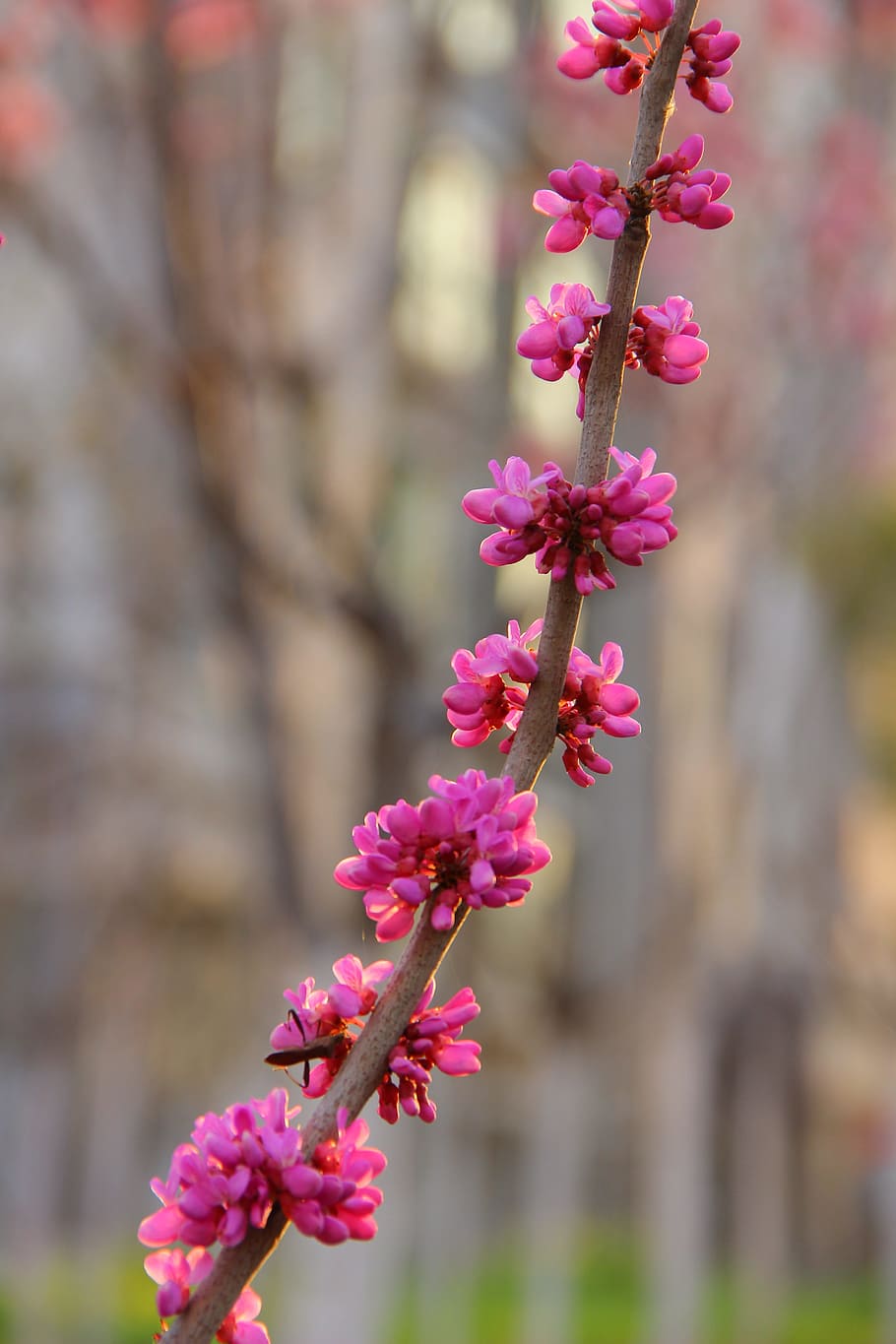 Redbud branch 1080P, 2K, 4K, 5K HD wallpapers free download | Wallpaper ...