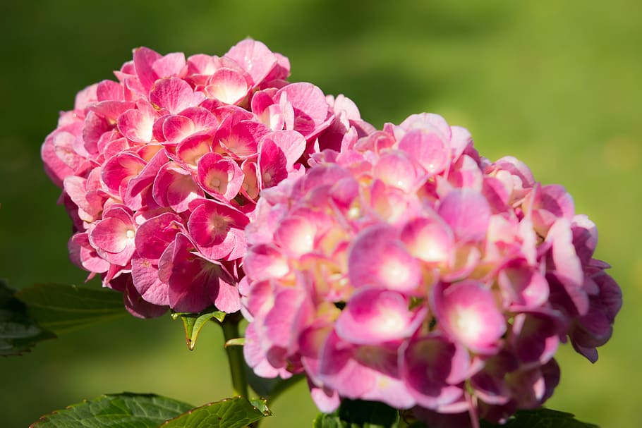 two pink and white flowers, hydrangea, bloom, grow, green, purple HD wallpaper