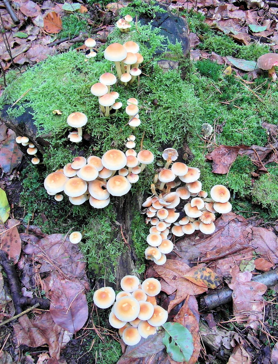 mushrooms, sponge, tree stump, moss, fungus, growth, plant HD wallpaper
