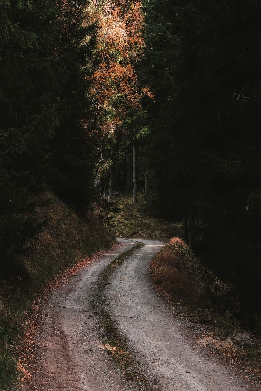 gray road in between trees at daytime, gray road in between trees HD wallpaper