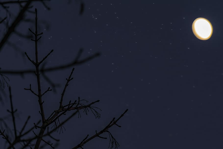 Winter, Moon, Moonlight, Starry, night, nature, no people, bare tree HD wallpaper
