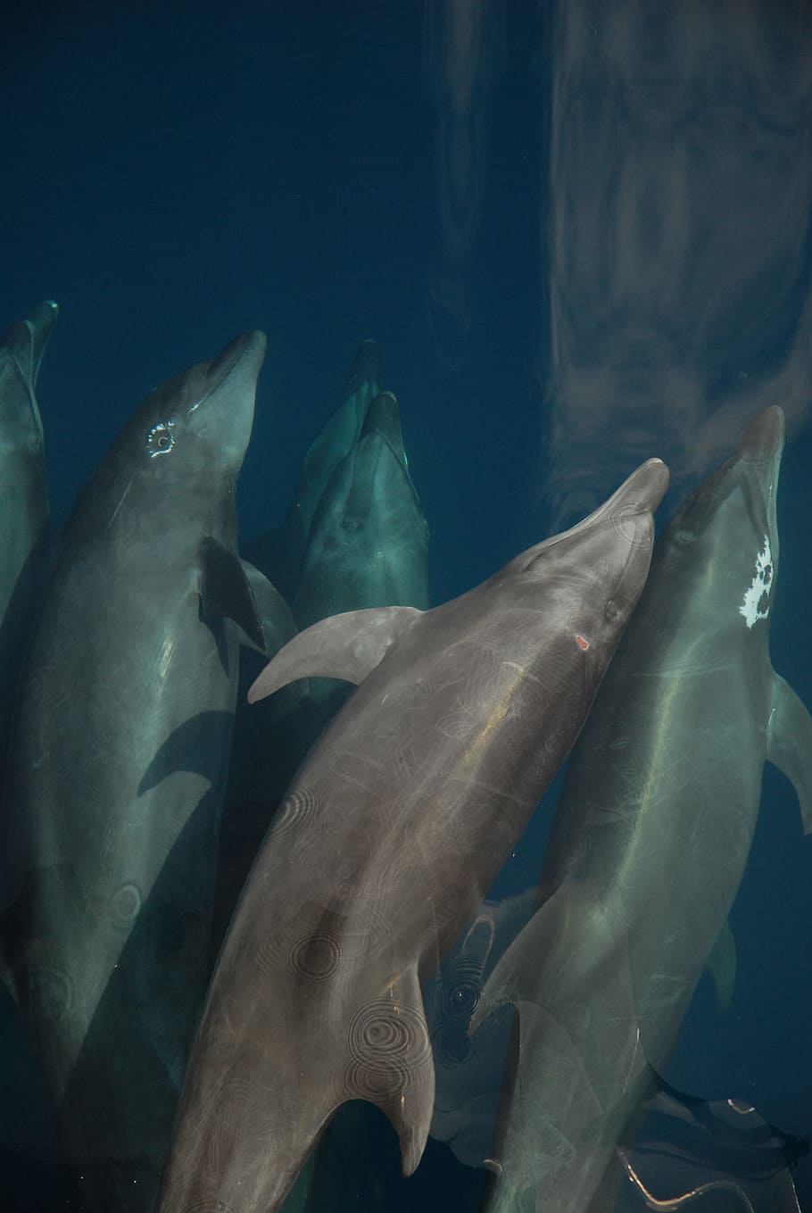 Bottlenose Dolphin, Sea, Marine Mammal, dolphins, ocean, hull of ship, HD wallpaper