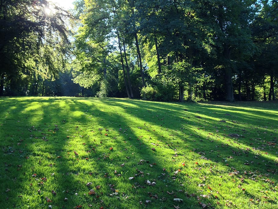park, back light, sunlight, garden, spring, summer, grass, green HD wallpaper