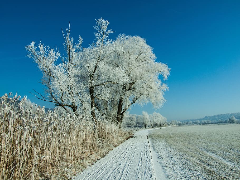 winter, snow, white, tree, trees, way, nature, natural, outdoors HD wallpaper