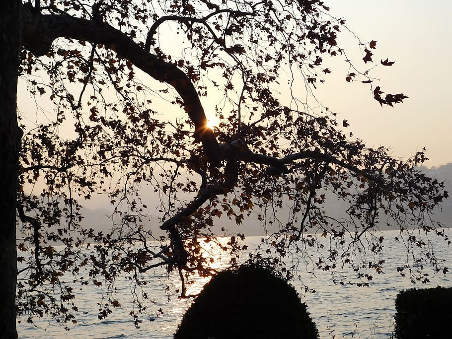 sunset, tree, lugano lake, reflection, sun sunset, sky, beauty in nature HD wallpaper