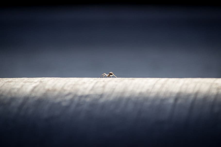 spider, work, gloomy, network, thread, insect, selective focus HD wallpaper