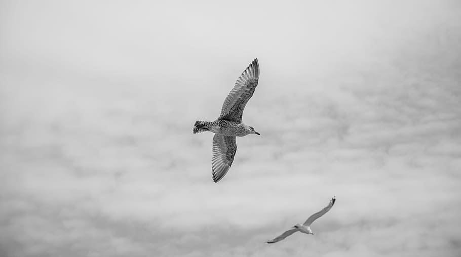 white and black bird soaring high, grayscale photography of two flight of birds HD wallpaper
