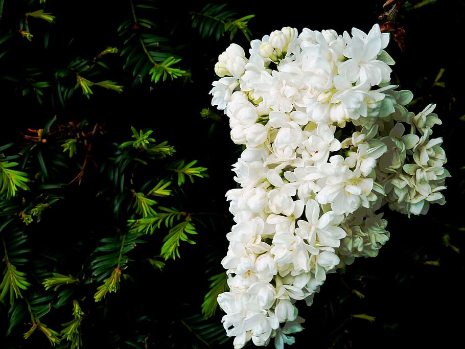 Flowers, Lilac, Spring, Leaves, Garden, sky, bush, branch, blossom HD wallpaper