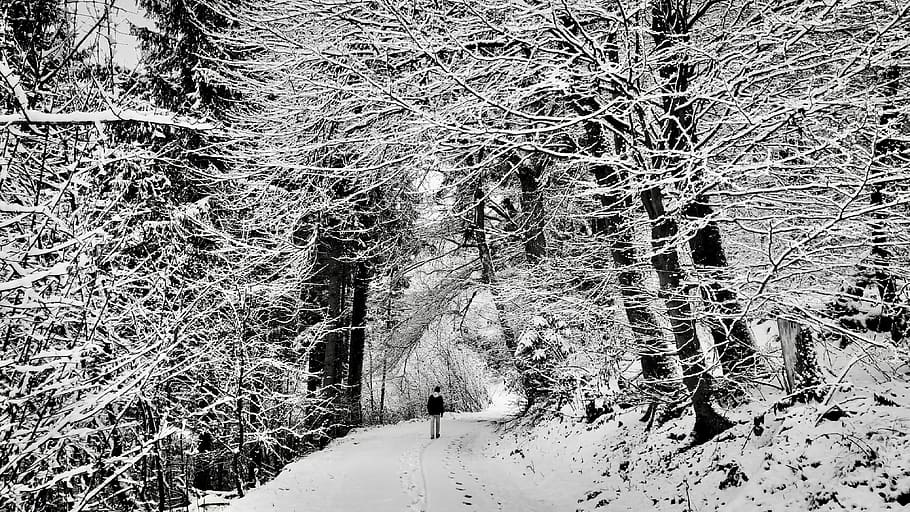 Let Me Go, man walking under snow-covered trees, road, forest, HD wallpaper