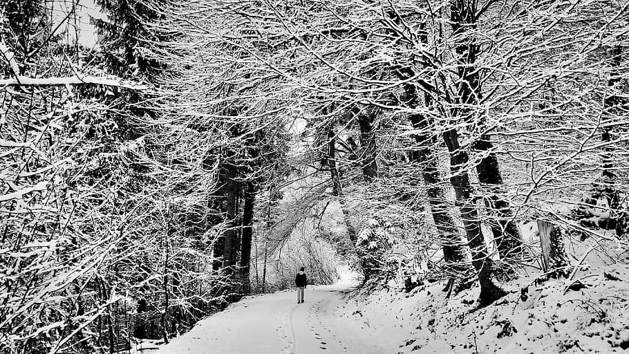 Let Me Go, man walking under snow-covered trees, road, forest HD wallpaper