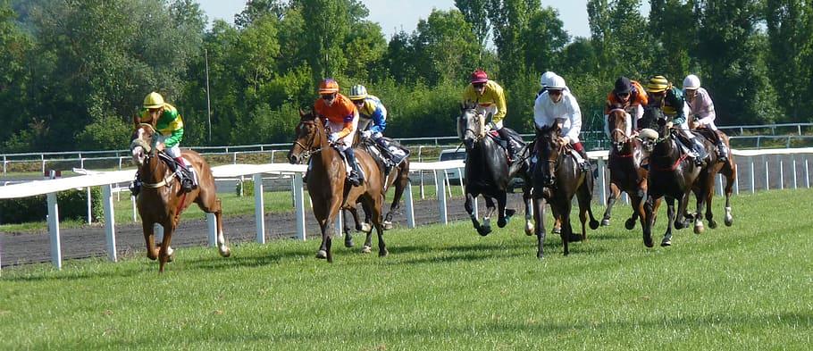 Hippodrome, Horse, Race, Racing, Pmu, jockeys, horses, castera-verduzan
