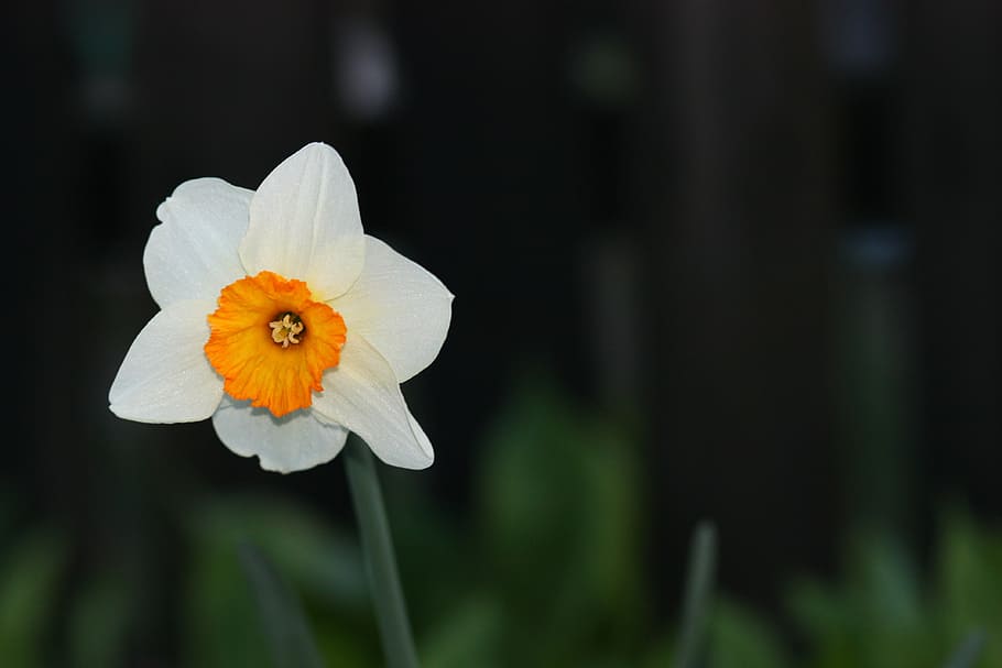 daffodil, flower, yellow, spring, flowering plant, fragility HD wallpaper