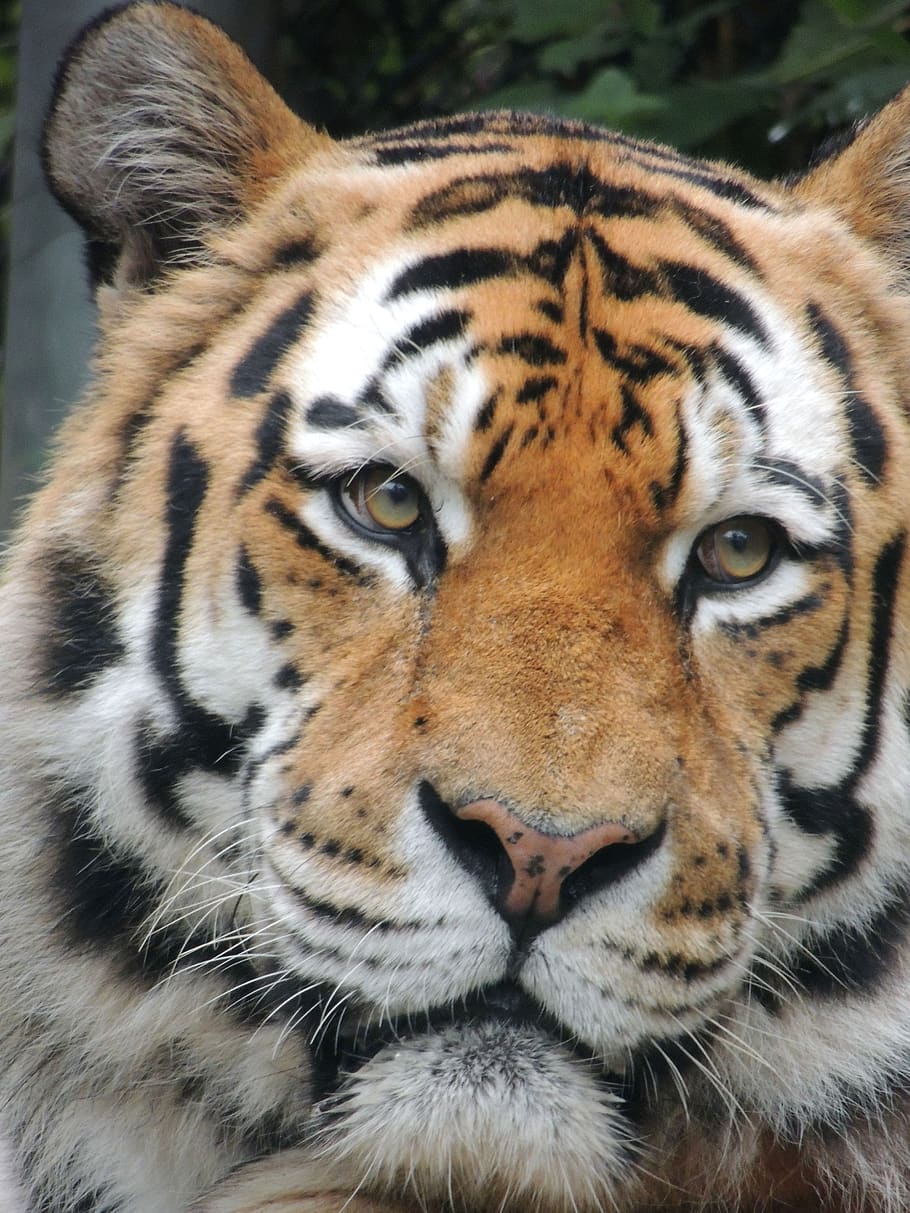 tiger, zoo, predator, wild, tigerhead, big cat, animal themes HD wallpaper