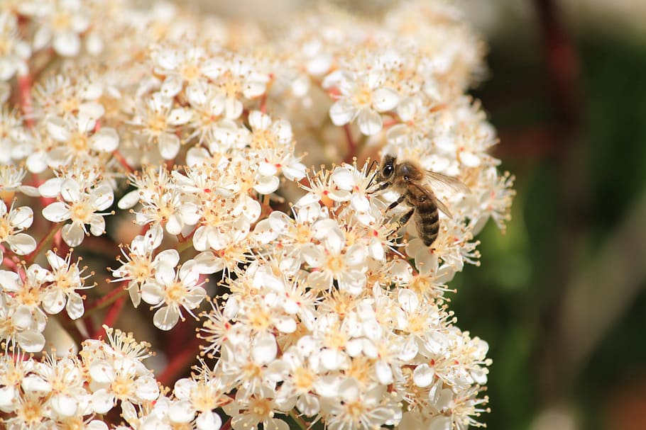 nature, bee, insect, flower, flowering plant, beauty in nature HD wallpaper