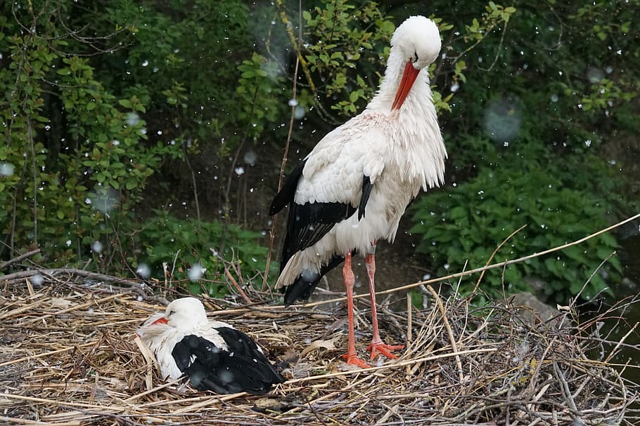 white bird, stork, snowfall, breed, adebar, rattle stork, wildlife photography HD wallpaper