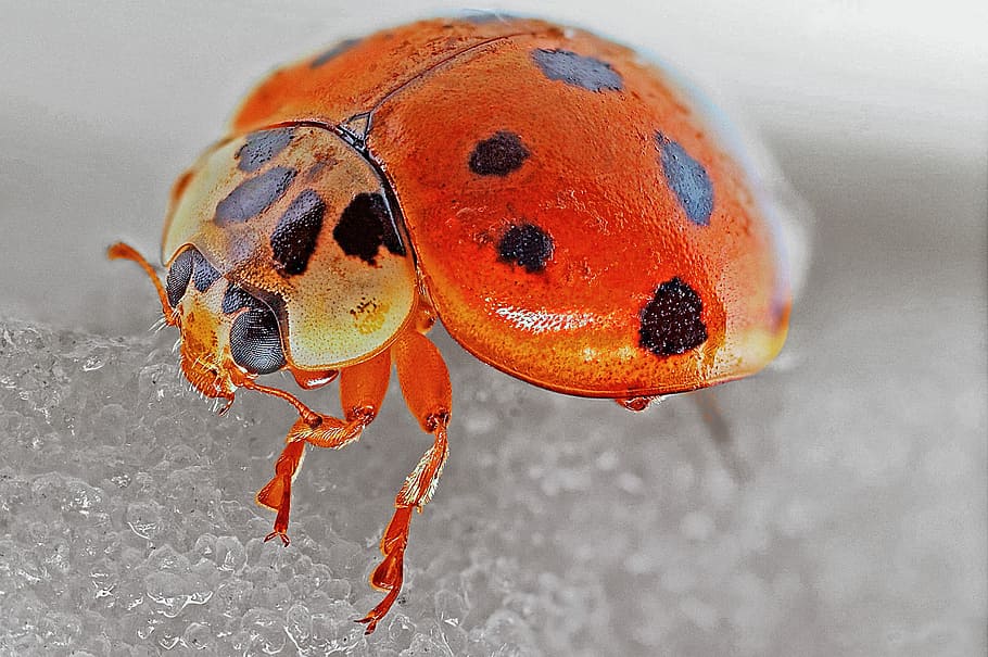 black and red ladybug close-up photo, macro, insect, beetle HD wallpaper