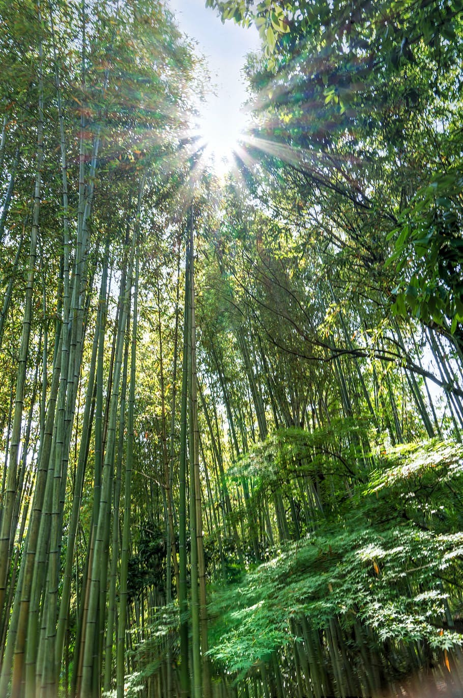 japan, arashiyama, bamboo forest, sunstar, green, kyoto, landmark, HD wallpaper