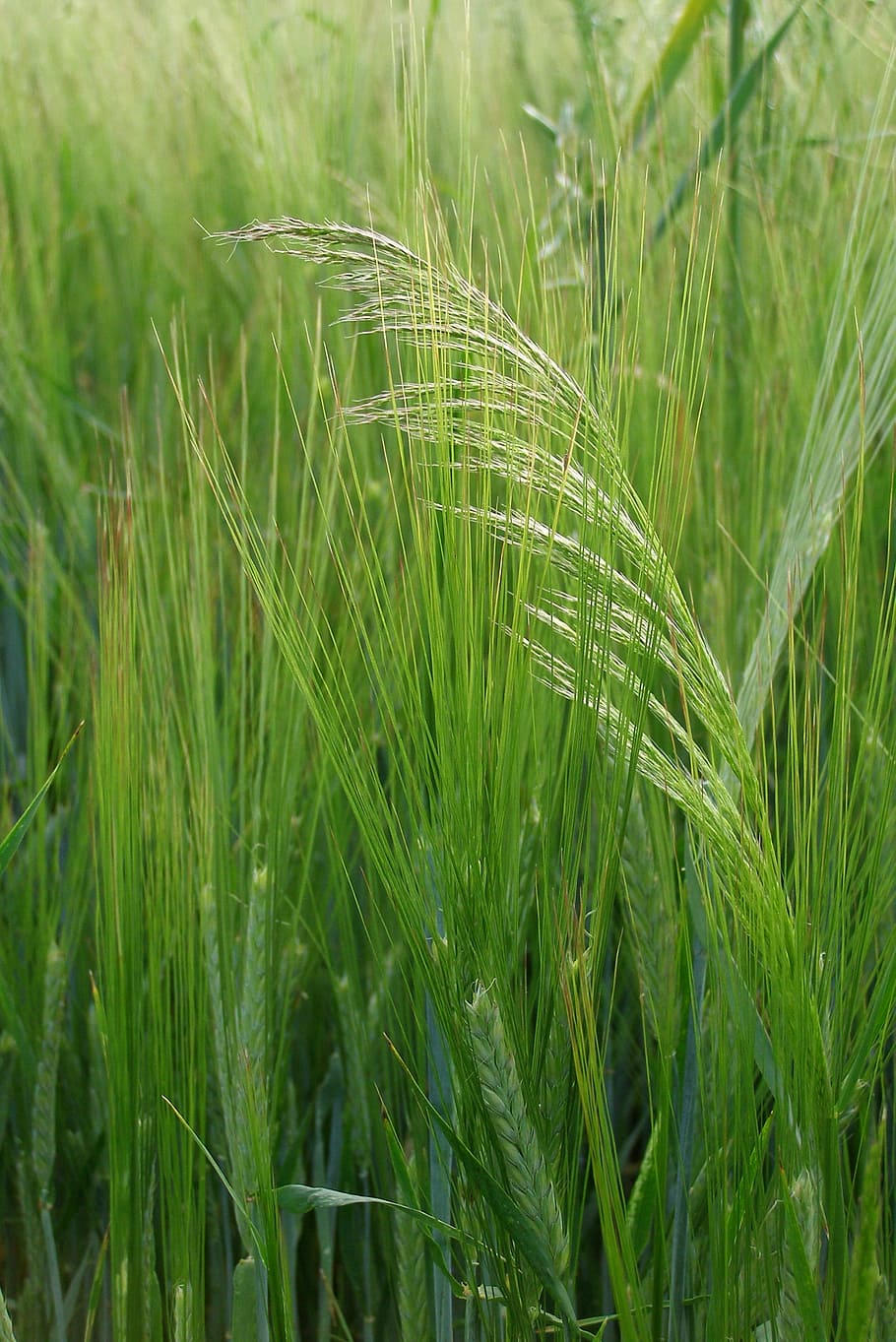 barley, corn, grass, green, field, grain, agriculture, summer HD wallpaper