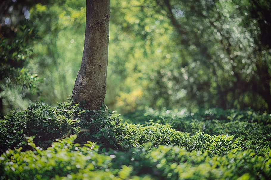 green plants under trees, forest, nature, foliage, natural HD wallpaper