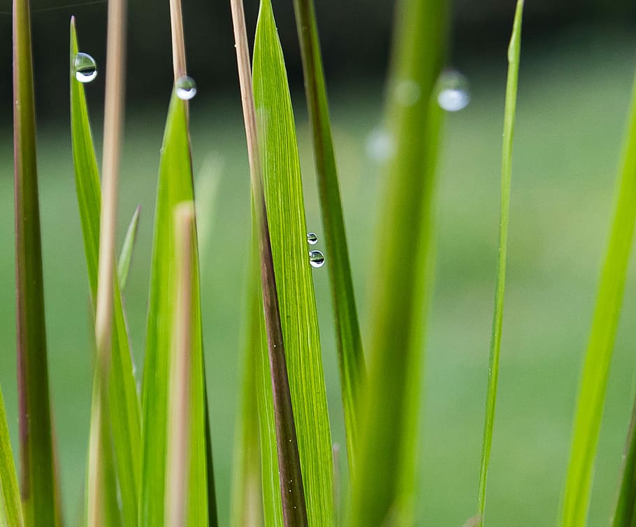 HD wallpaper: grasses, plant, drop of water, leaves, green color ...