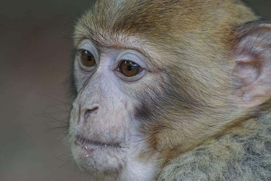 salem, monkey, monkey mountain, barbary ape, animal, animal themes HD wallpaper