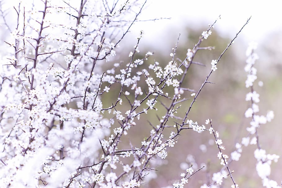 macro shot photography of white flowers, white petaled flower bloom HD wallpaper