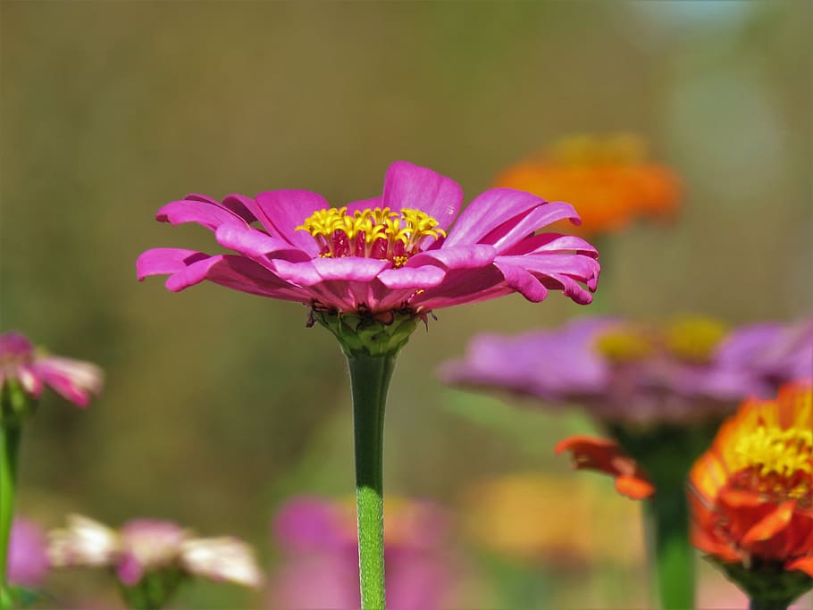 flower, macro, pink, yellow, garden, flowering plant, vulnerability HD wallpaper
