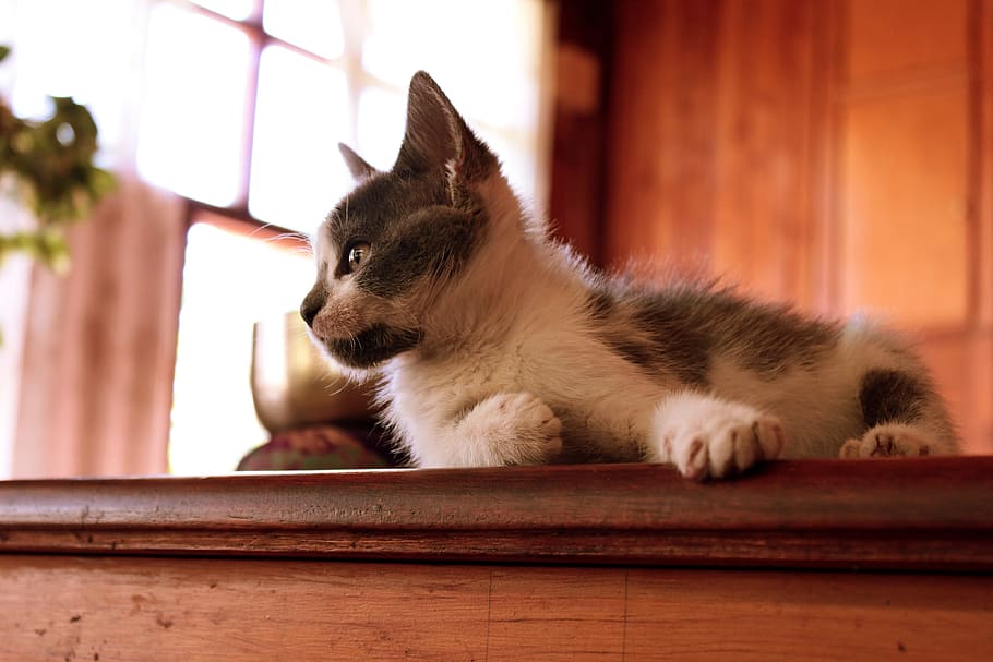white and gray fur kitten on top of brown wooden surface, cat HD wallpaper