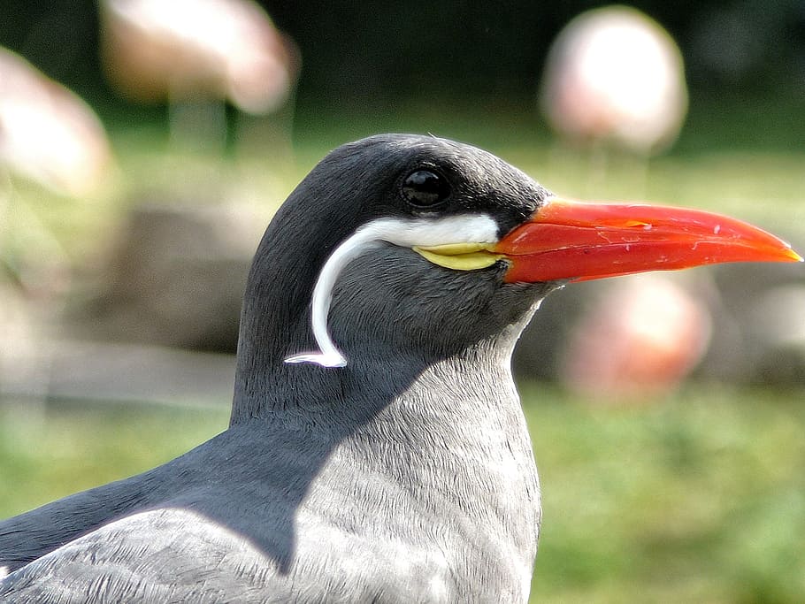 stern, bird, fly, feathers, nature, animal, fauna, air, seabird HD wallpaper