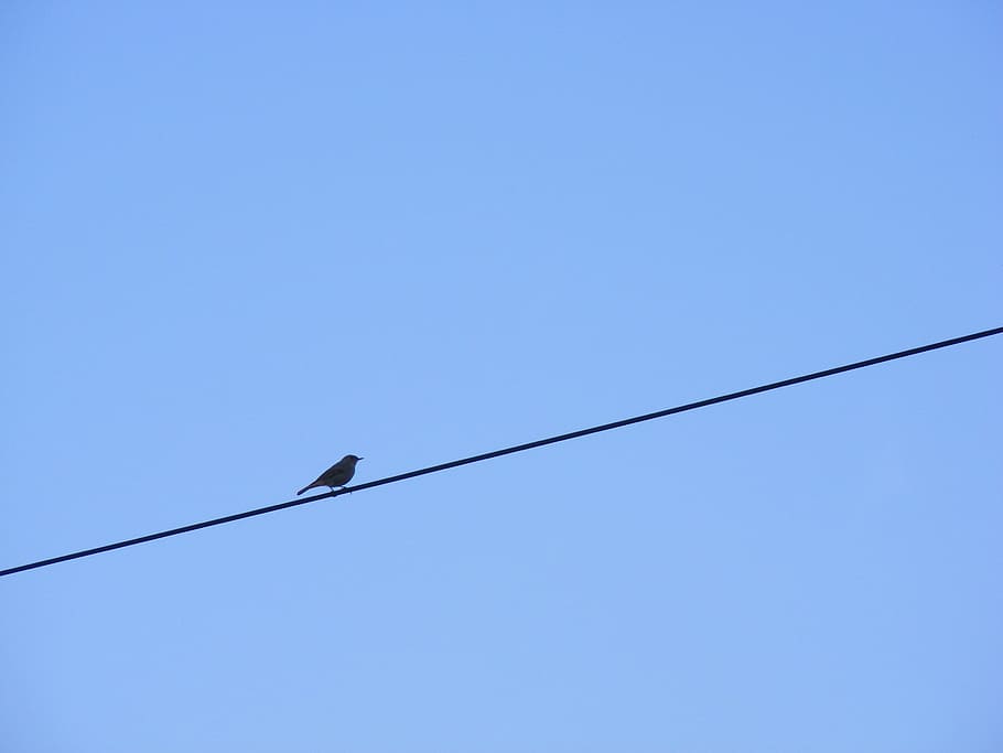 bird on wire during daytime, sitting, sky, blue sky, calm, alone