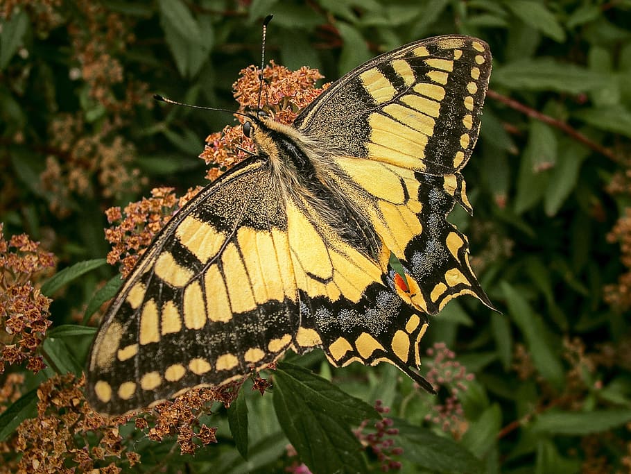 nature, butterfly, swallowtail, bug, plant, garden, insects HD wallpaper