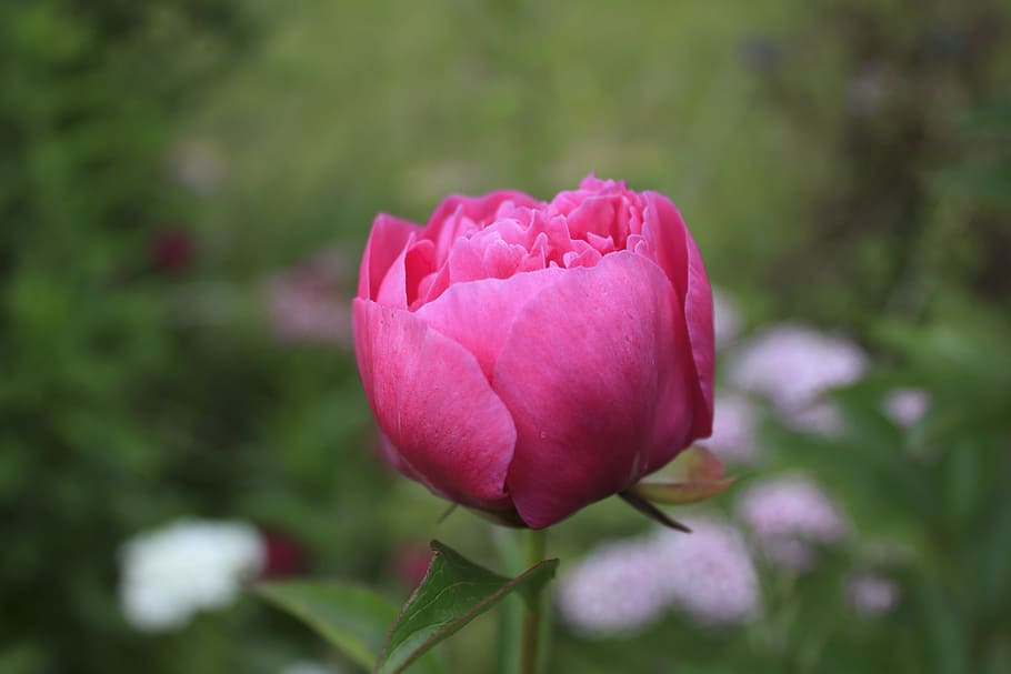 Plant, Spring, bud, rose, scented rose, garden, flower, nature HD wallpaper