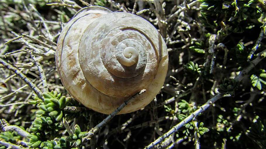Shell, Snail, Nature, Animal, Spiral, helix, gastropod, outdoors HD wallpaper