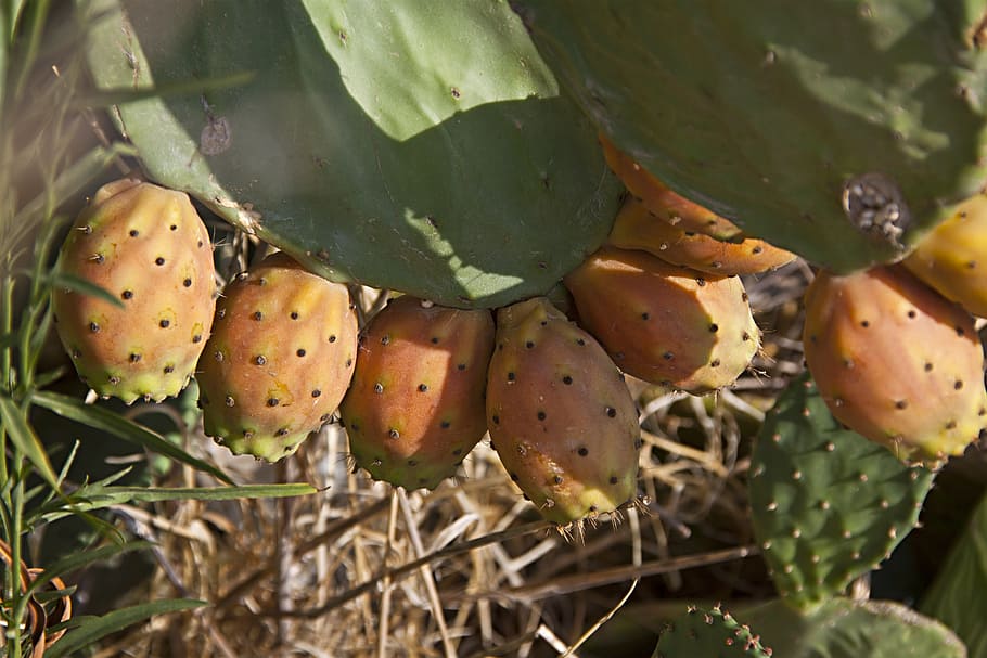 figs, fig fruit, food, delicious, plant, growth, prickly pear cactus HD wallpaper