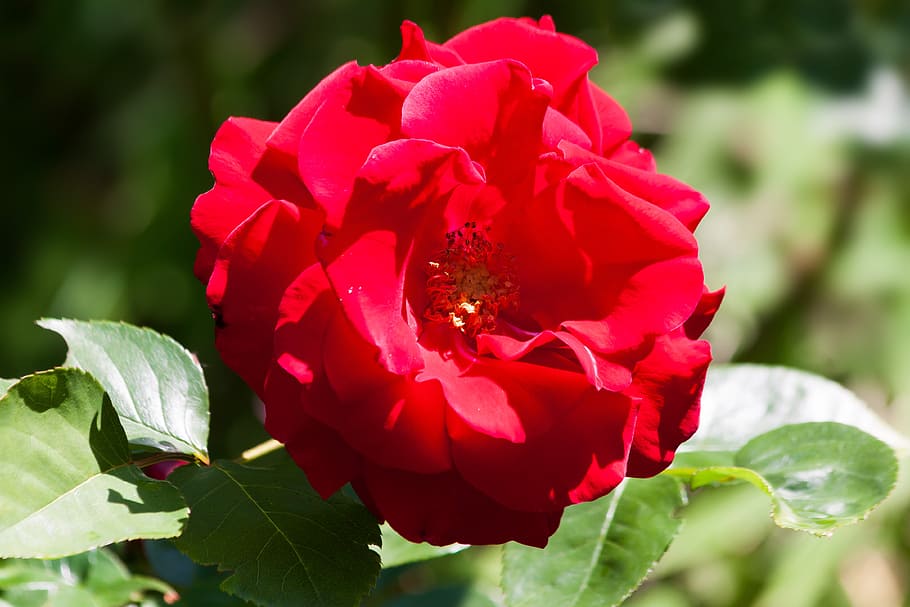 rose, composites, flowers, summer, nature, plant, green, pastellfarben HD wallpaper