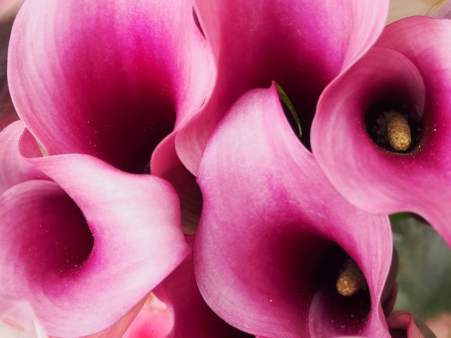 calla, violet, close up, flowers, freshness, close-up, full frame HD wallpaper