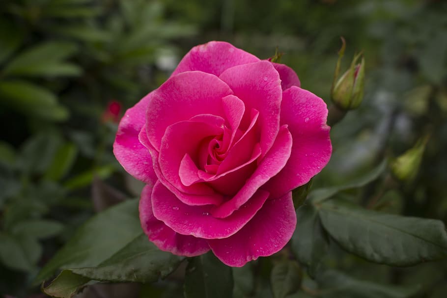 Flower, Red Rose, Rose, Red, Blossom, bloom, nature, garden HD wallpaper