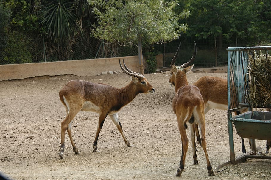 deer, zoo, captive, animal, plant, mammal, group of animals HD wallpaper
