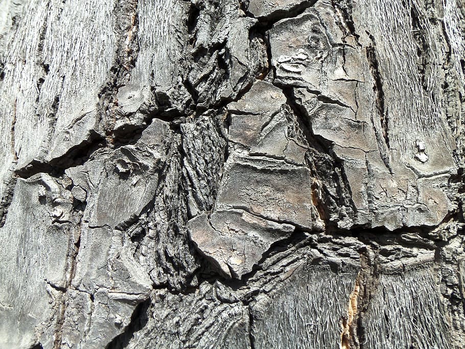 Wood, Cracks, Vegetation, Tree, Trunk, nature, bark, texture, HD wallpaper