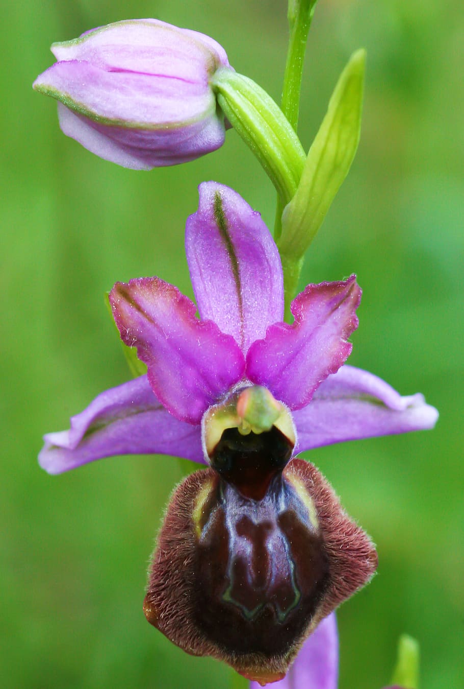 ophrys, flowers, aveyron, flowering plant, fragility, vulnerability HD wallpaper